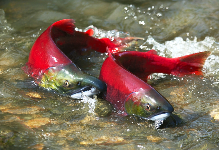 Study suggests melting glaciers will produce new salmon habitat.