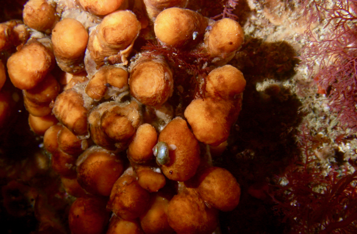 Within an Antarctic sea squirt, scientists discover a bacterial species with promising anti-melanoma properties.