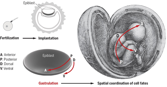 Building a human body through gastrulation