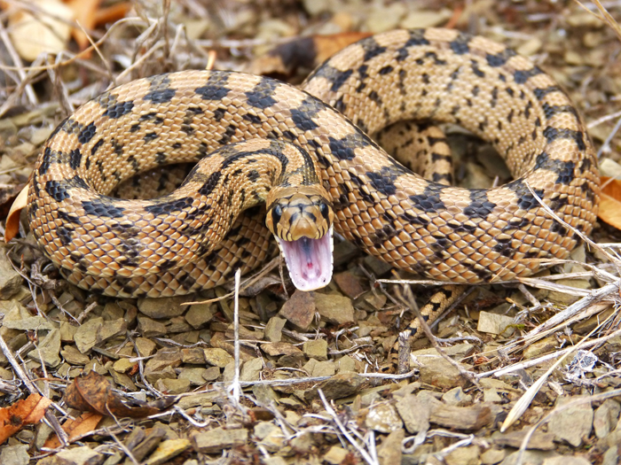 Snake venom and salivary protein in mammals share a common origin.
