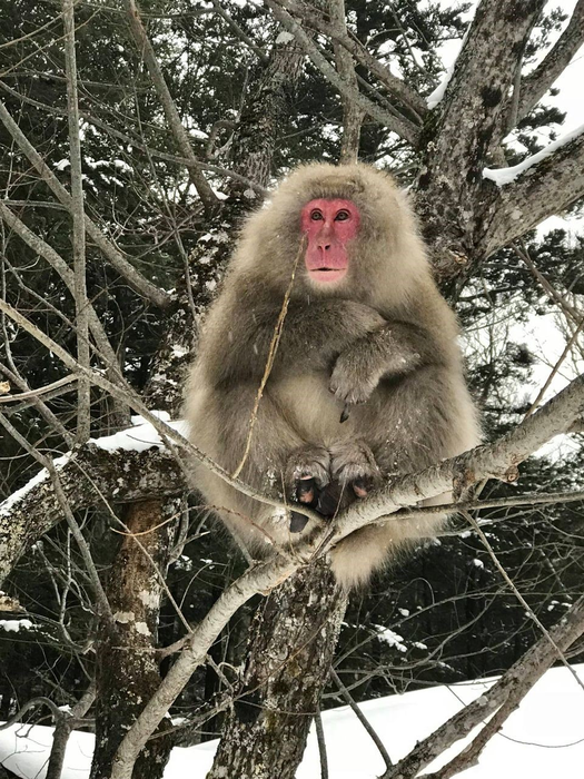 Snow monkeys fish in the winter, study.