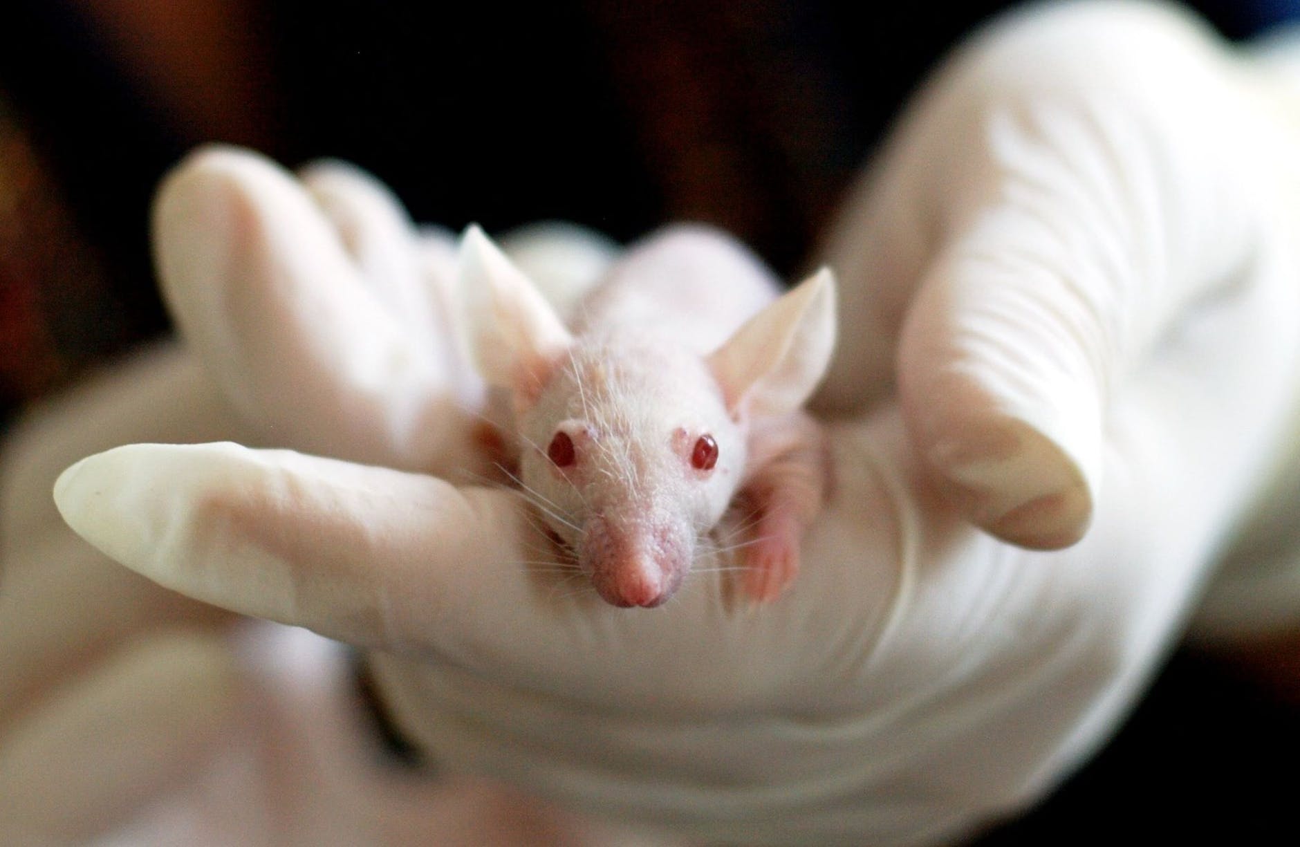 Why are some COVID cases more severe than others? ‘Humanized’ mice offer a clue.