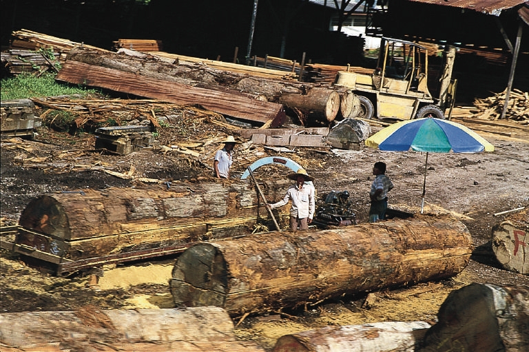 Despite efforts, SE Asia’s forests are still in grave danger.