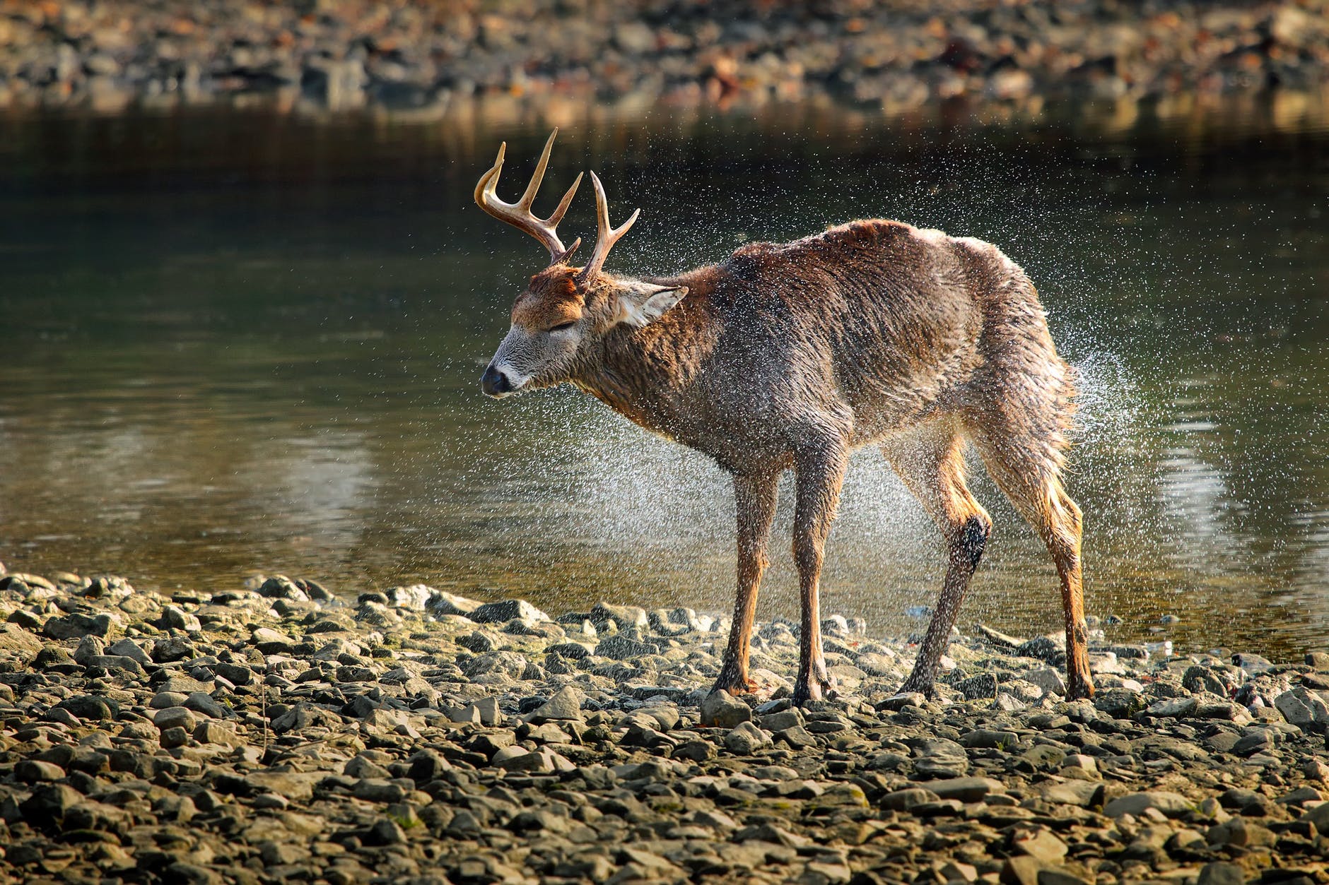Wild deer can serve as Covid-19 reservoirs, potentially complicating the pandemic further.