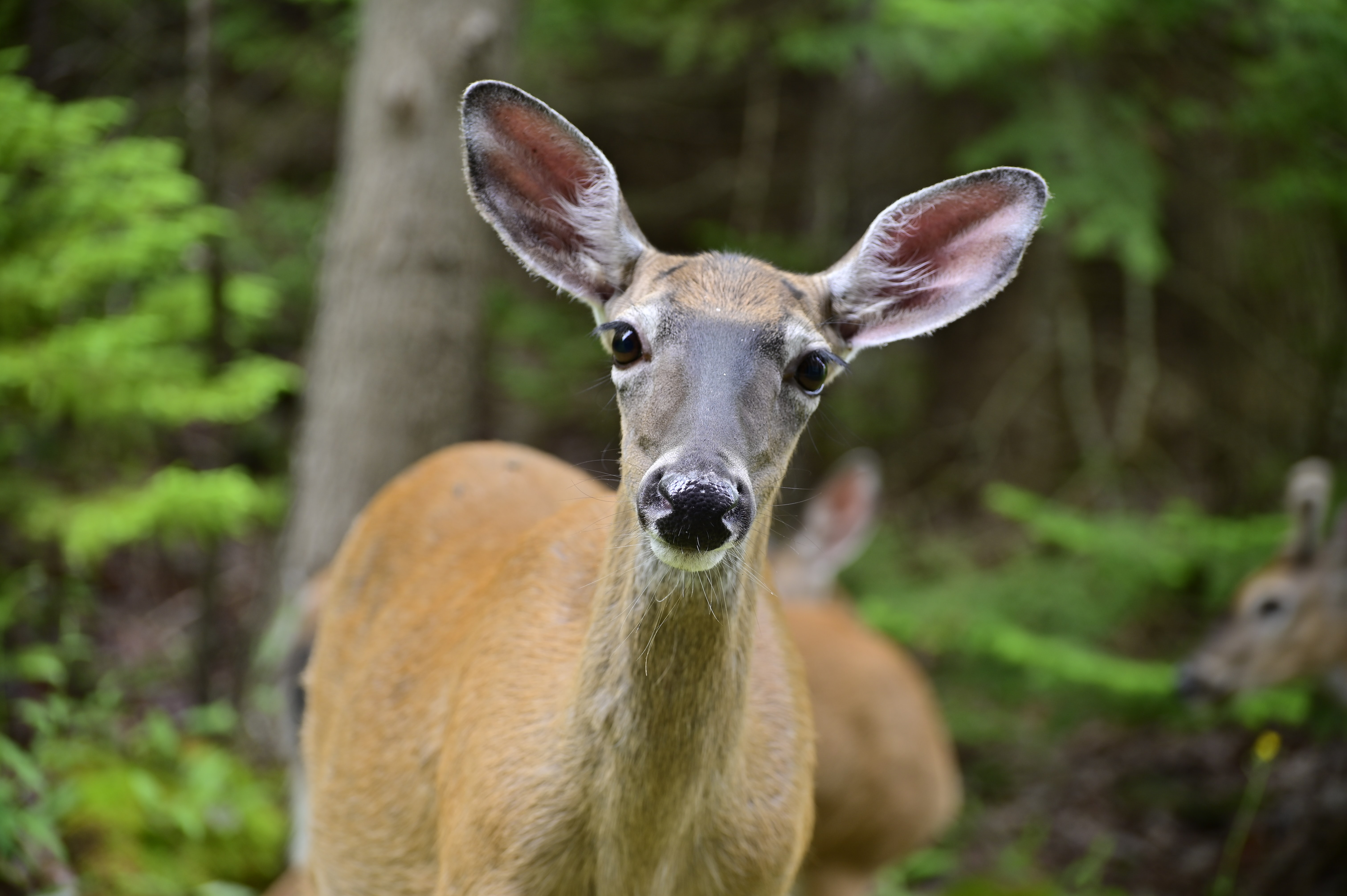 Oh deer! Animal-to-animal transmission could pose COVID-19 variant risk.