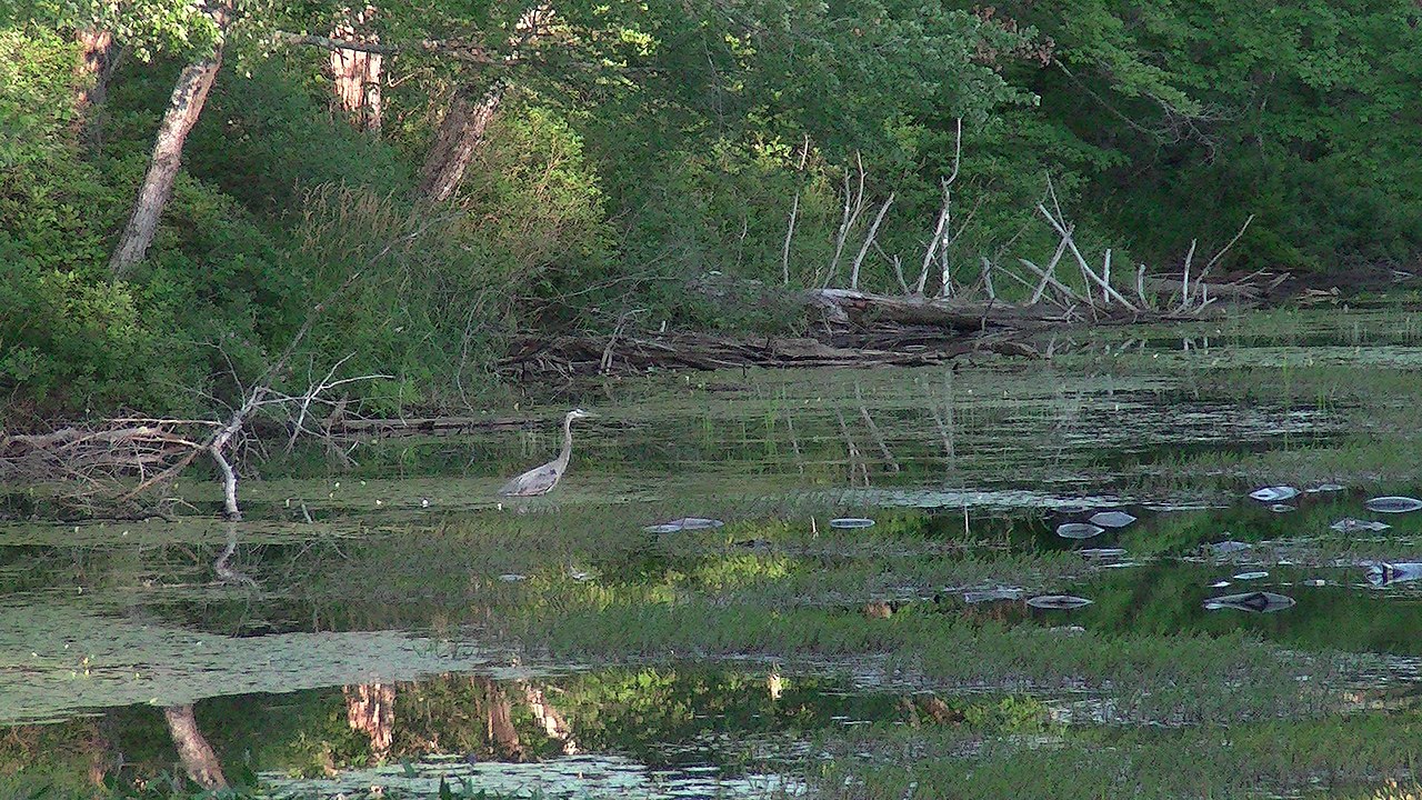 New economic model finds wetlands provide billions in filtration value