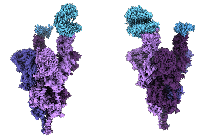 UBC scientists unveil world’s first molecular-level analysis of Omicron spike protein
