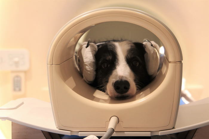 Dog brains can distinguish between languages.