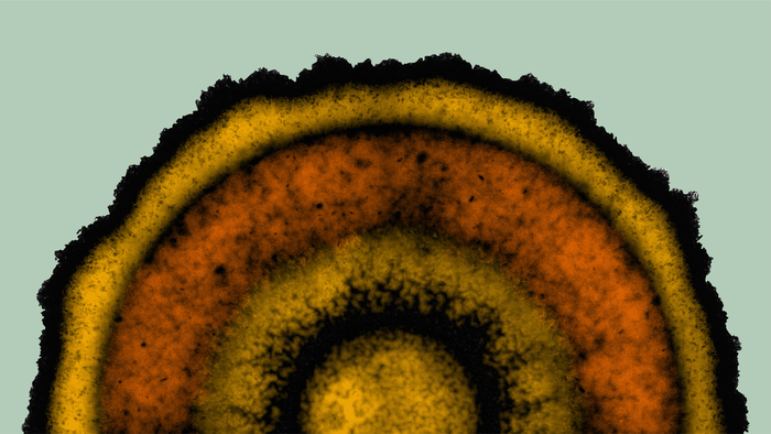 ‘Simple’ bacteria found to organize in elaborate patterns.