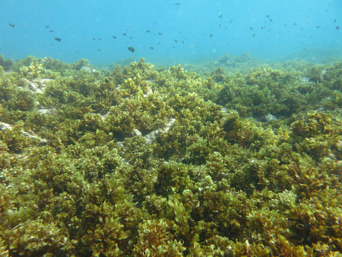 Unexpected hope for millions as bleached coral reefs continue to supply nutritious seafood.