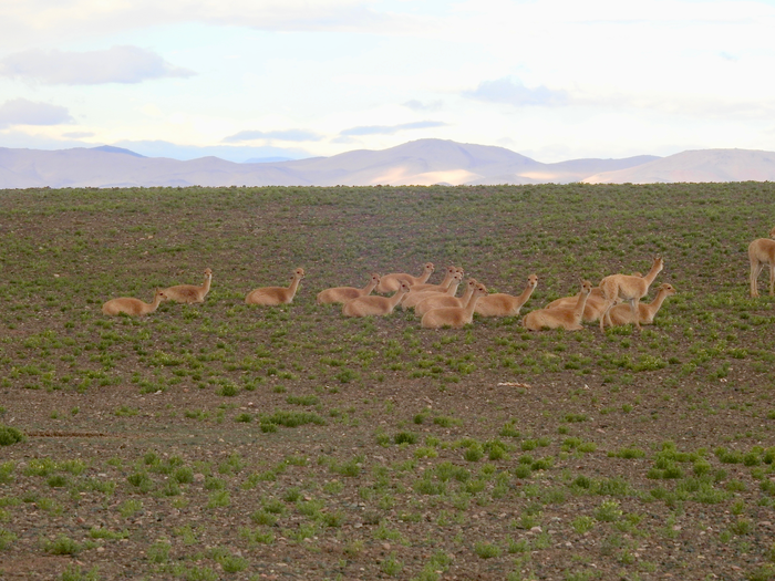 Mange outbreak decimated a wild vicuña population in Argentina
