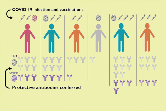 Breakthrough COVID-19 infections spur strong antibody responses
