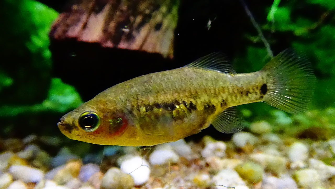 DAILY DOSE: Scientists try to resurrect an extinct species of fish; Saving seeds in the 21st Century.