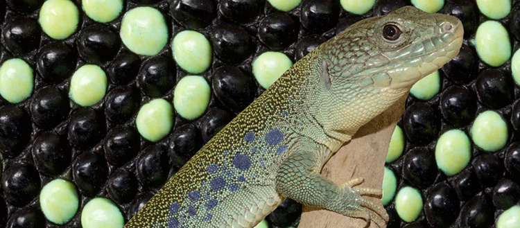 A mathematical secret of lizard camouflage.