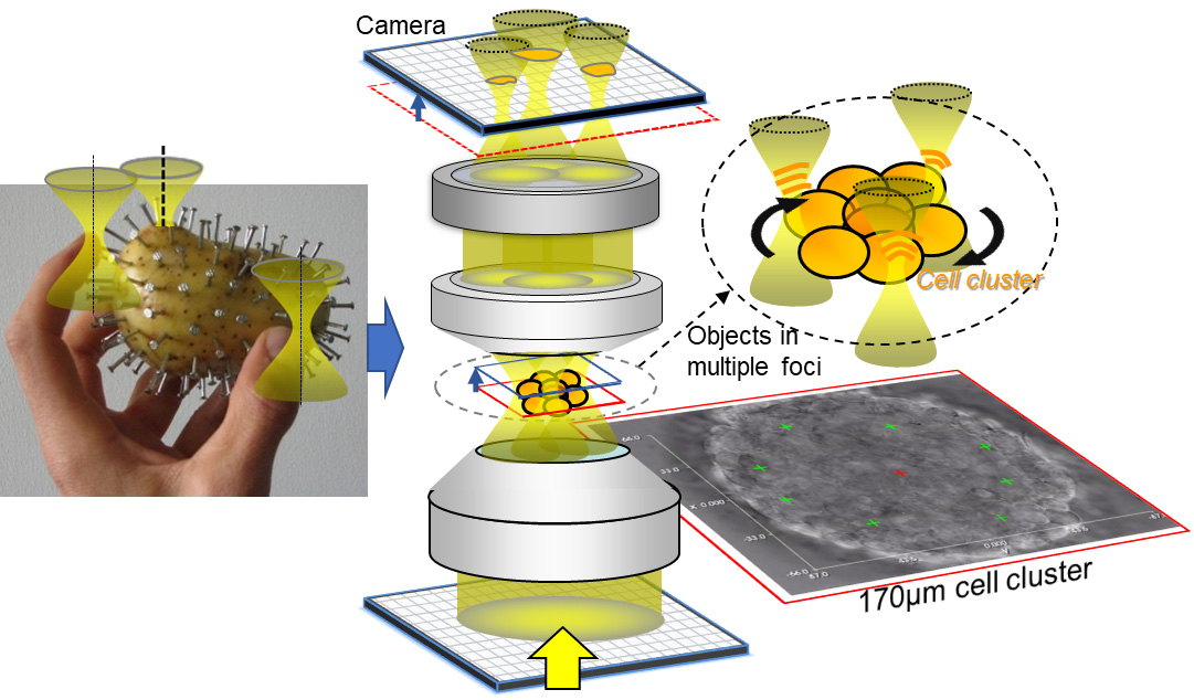 Fingers Made of Laser Light: Controlled Grabbing and Rotation of Biological Micro-Objects.
