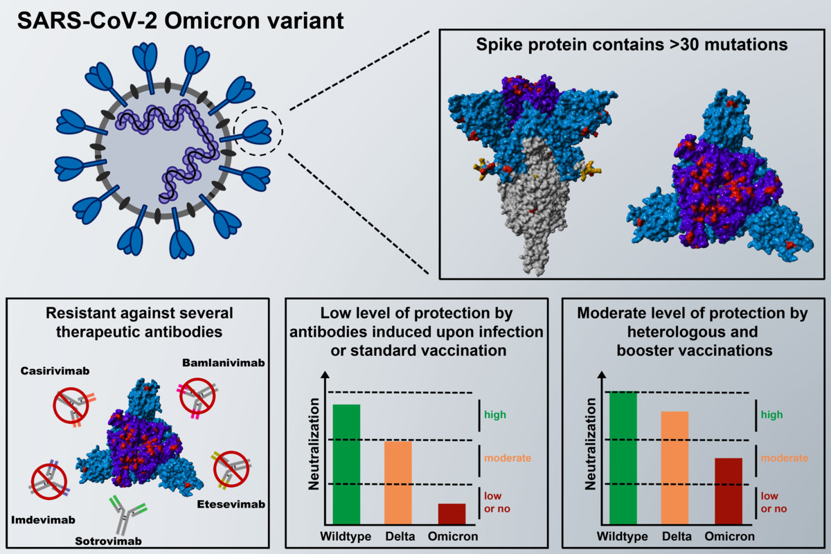 Omicron variant largely resistant to current antibodies.