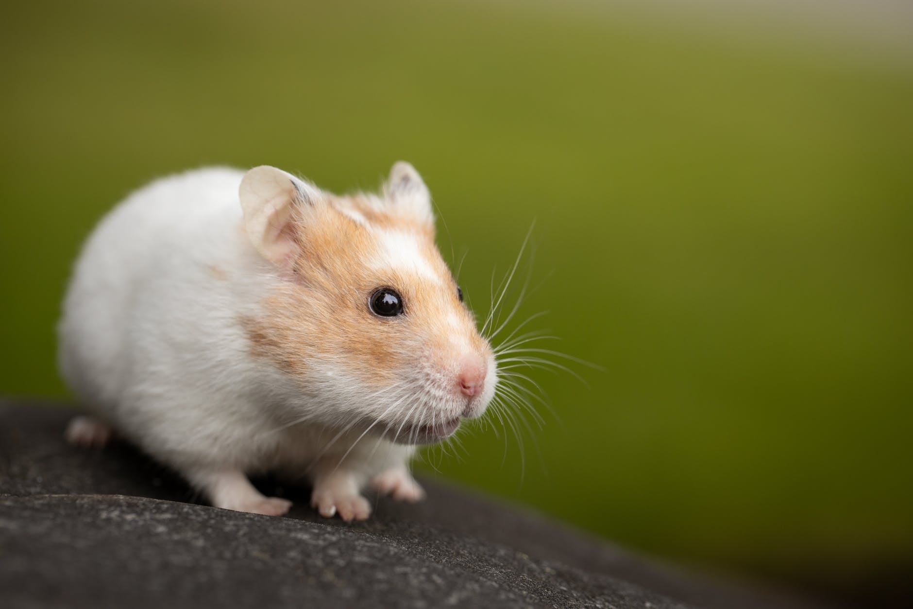 DAILY DOSE: Hamster infects human with Covid-19, China set to kill thousands of small animals.