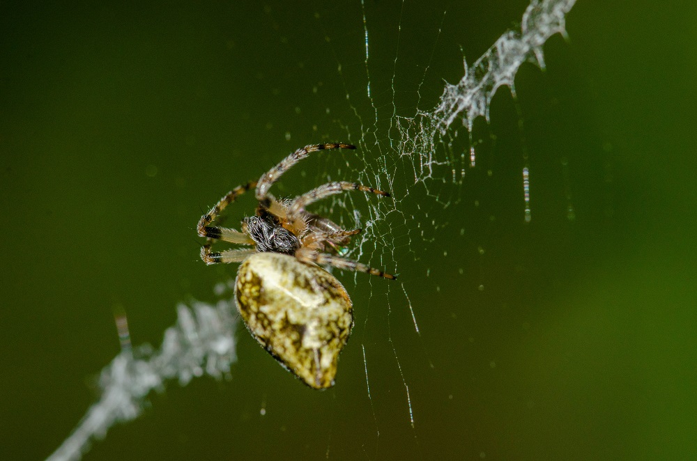 Study reveals a greater diversity of Iberian spiders previously unknown.