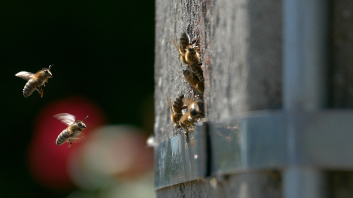 Where wild honeybees survive.