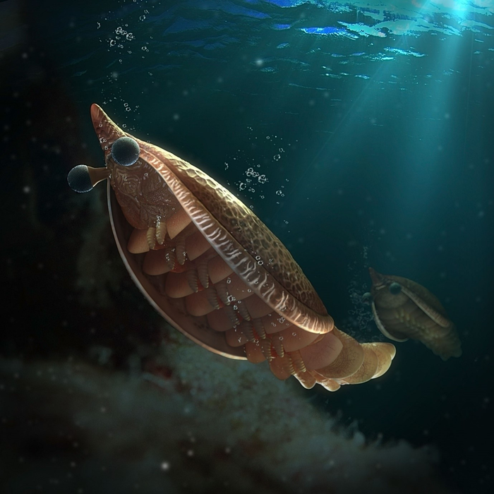 New fossil reveals origin of arthropod breathing system.