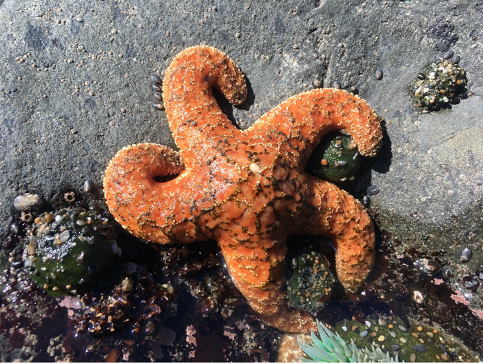 Little genetic basis for some sea stars staying healthy amid deadly wasting syndrome.