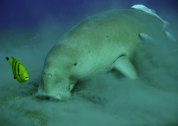 Genome of Steller’s sea cow decoded.