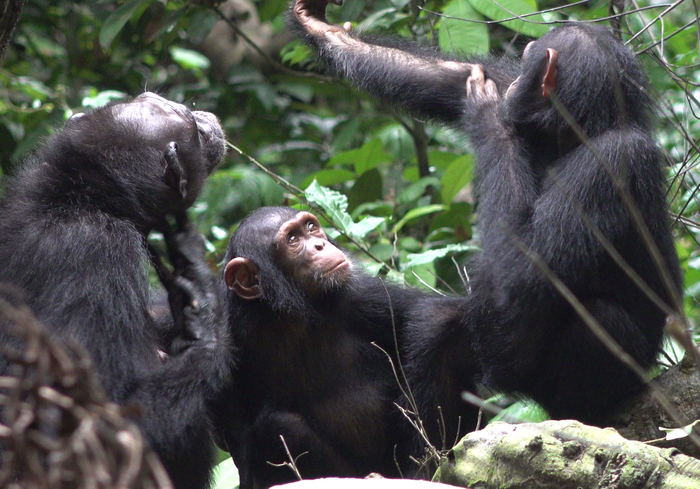 Chimpanzees apply insects to wounds, a potential case of medication?