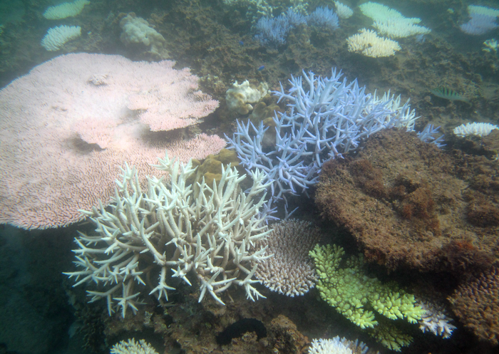 Paris Agreement limits still catastrophic for coral reefs&nbsp;