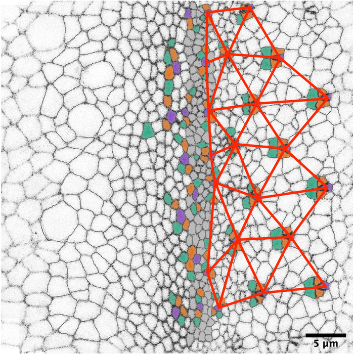 First-of-its-kind live imaging leads to major discovery in how cells pattern in tissues.