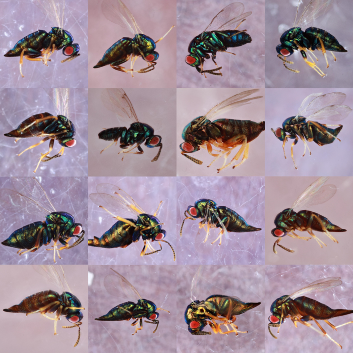 Hidden diversity: When one wasp species is actually 16 wasp species.