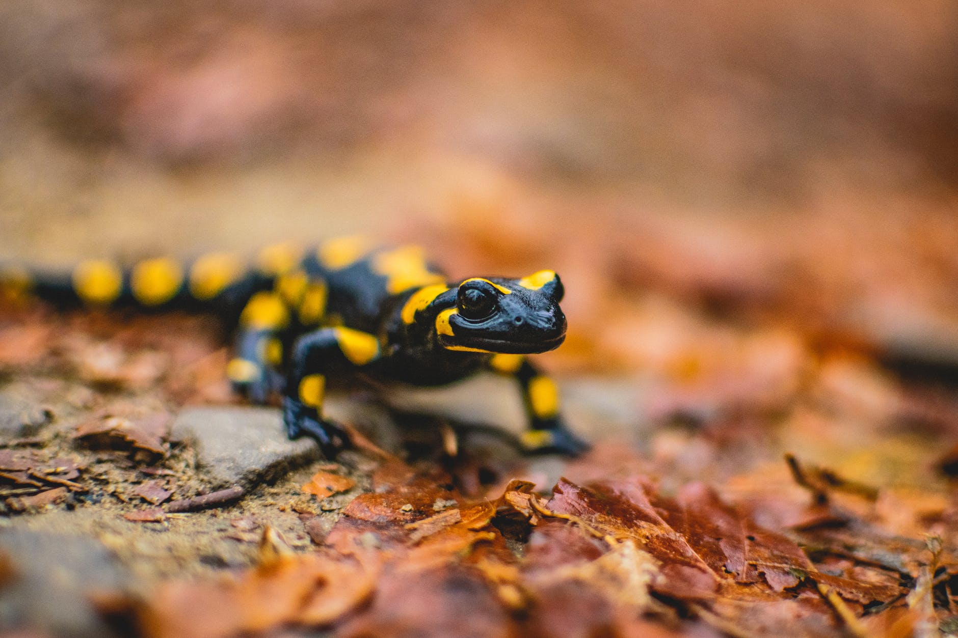 What a salamander virus can tell us about the future of biodiversity amid a changing climate.