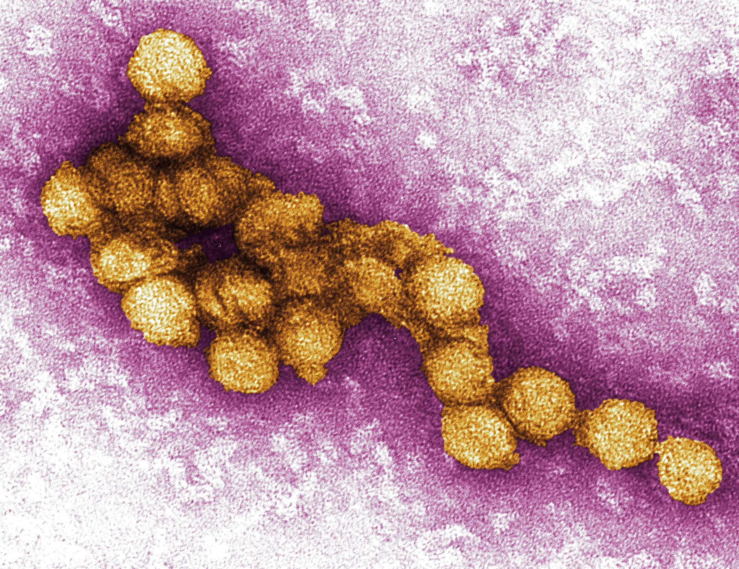 Climate Change May Push the US Toward the ‘Goldilocks Zone’ for West Nile Virus.