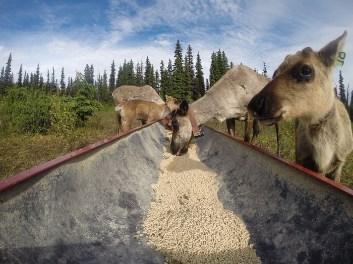 Caribou herd rebounds as Indigenous stewards lead conservation efforts.