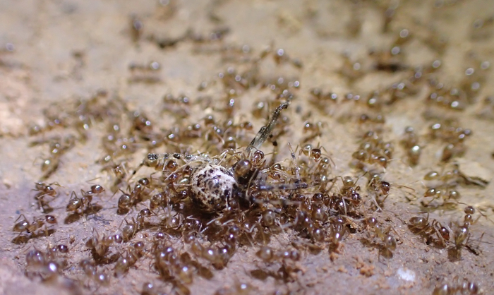Invading hordes of crazy ants may have finally met their kryptonite.