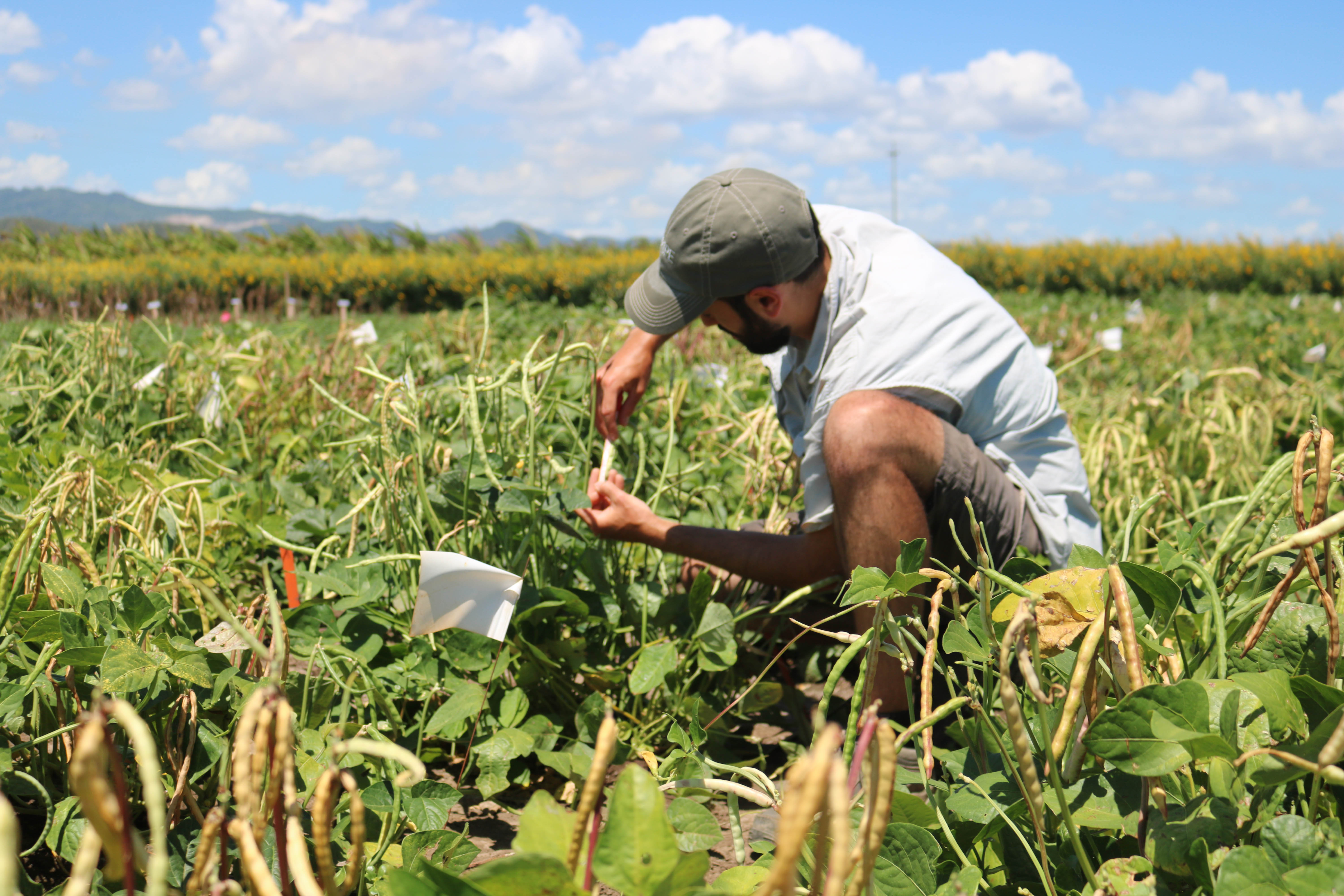 Collaborative RIPE team prove leaf width-biomass correlations in cowpea.