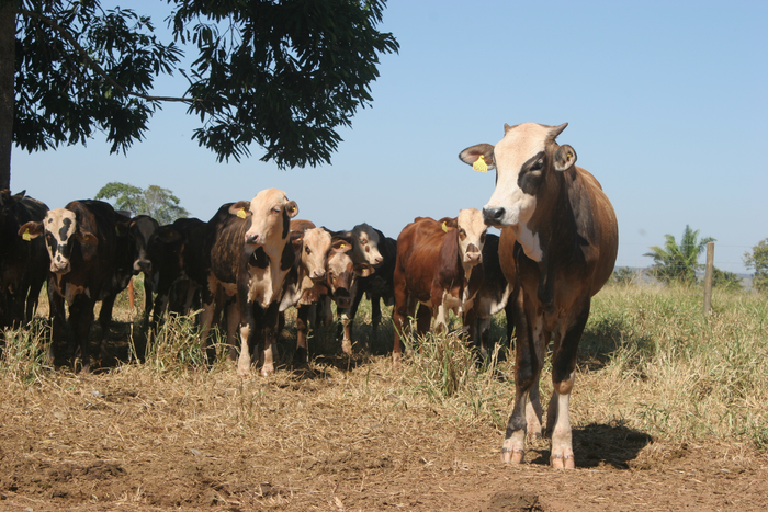 How cattle ranchers in Brazil could help reduce carbon emissions.