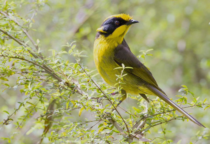 New genetic tools improve potential rescue of Victoria’s endangered state bird
