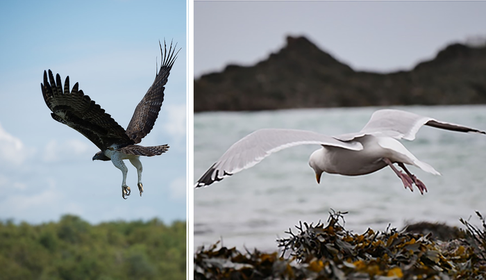 Bionic wing flaps improve wind energy efficiency.