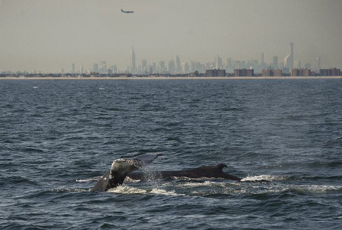Small water samples can find really big animals.