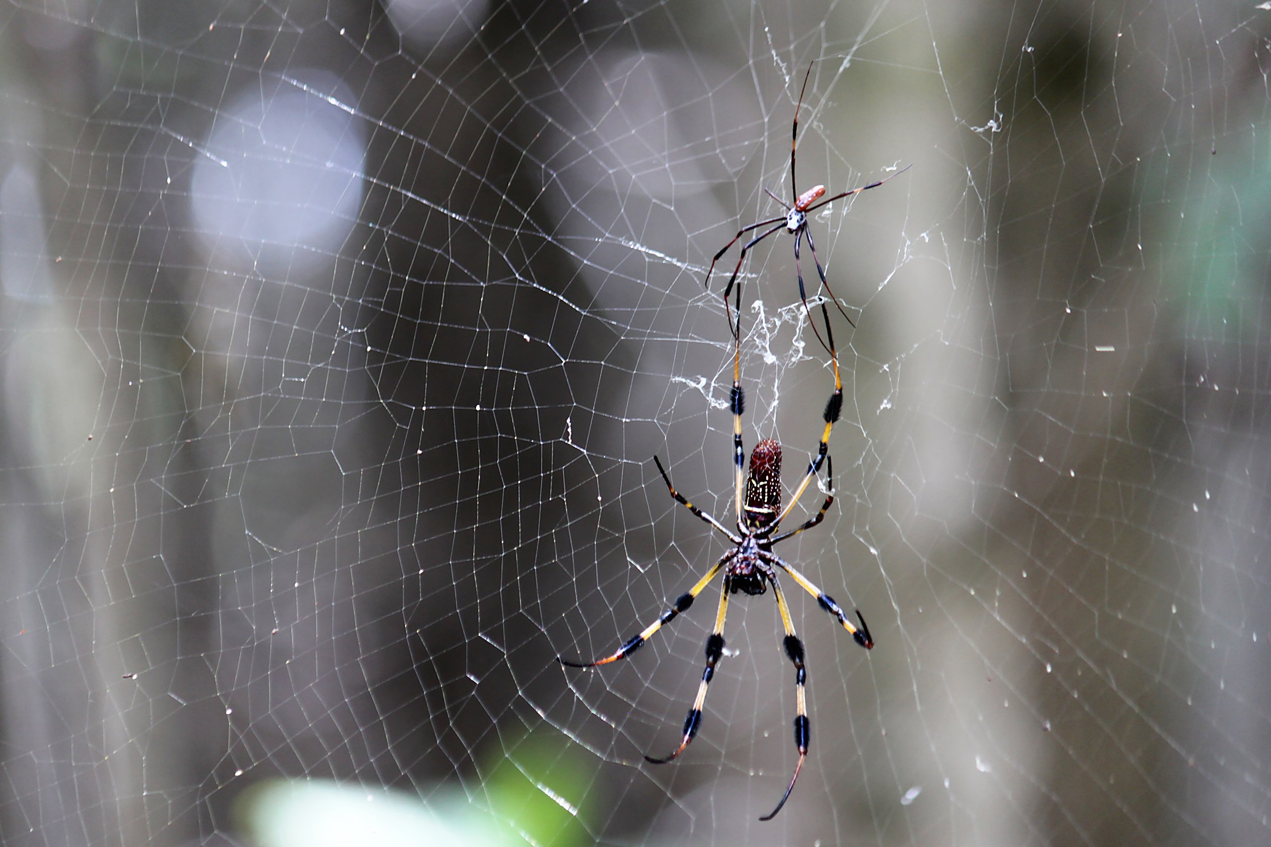 Spider silk can stabilize cancer-suppressing protein.