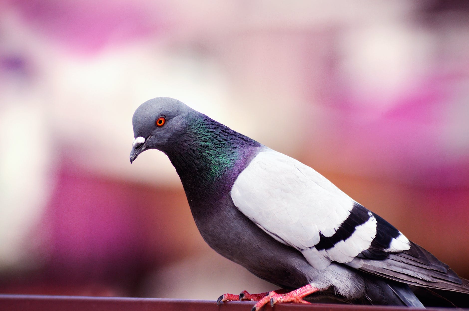 DAILY DOSE: Scientist goes on trial; Humans have a direct impact on the evolution of wildlife.