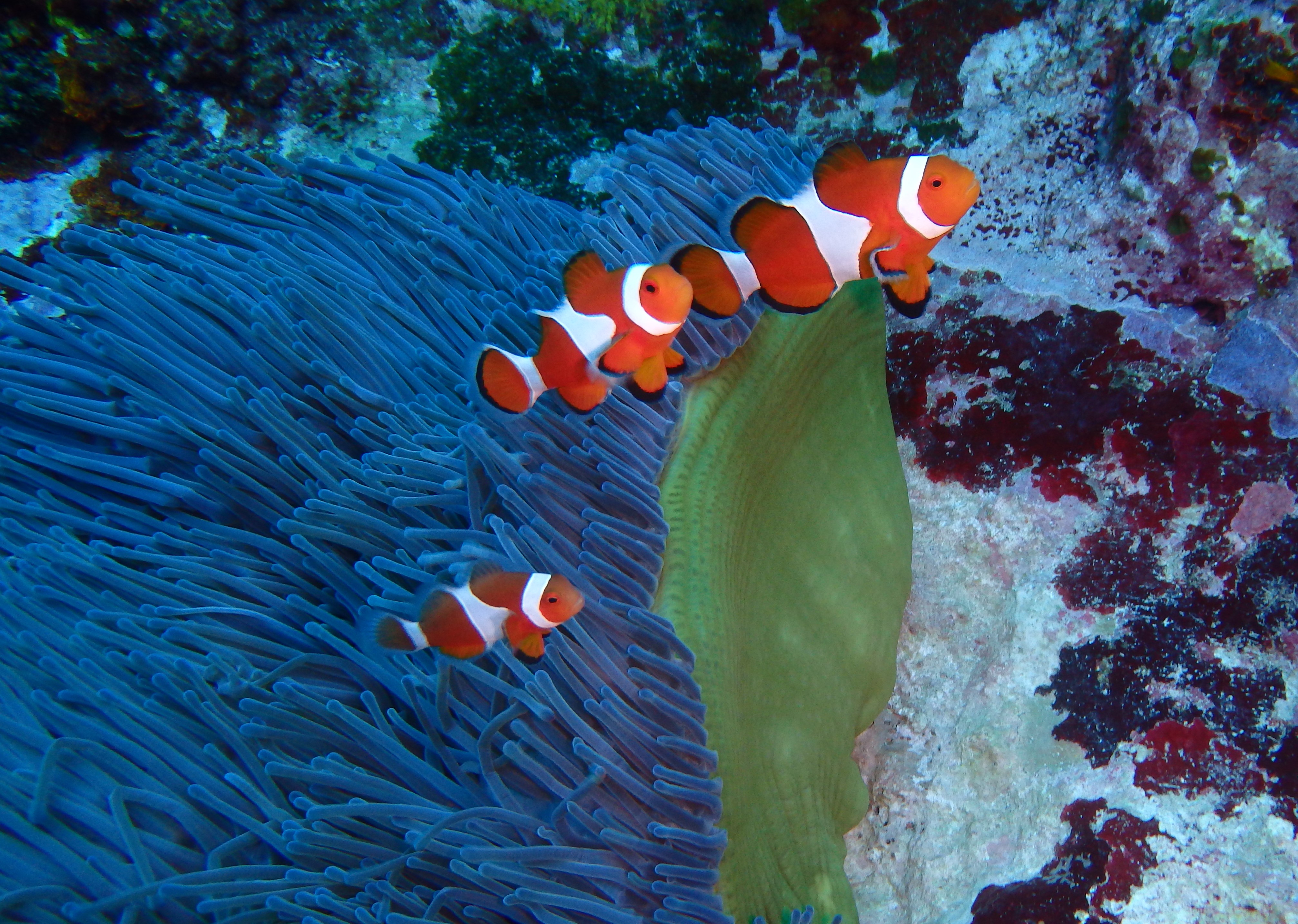 New resource could provide clues on the past, present, and future of clownfish.