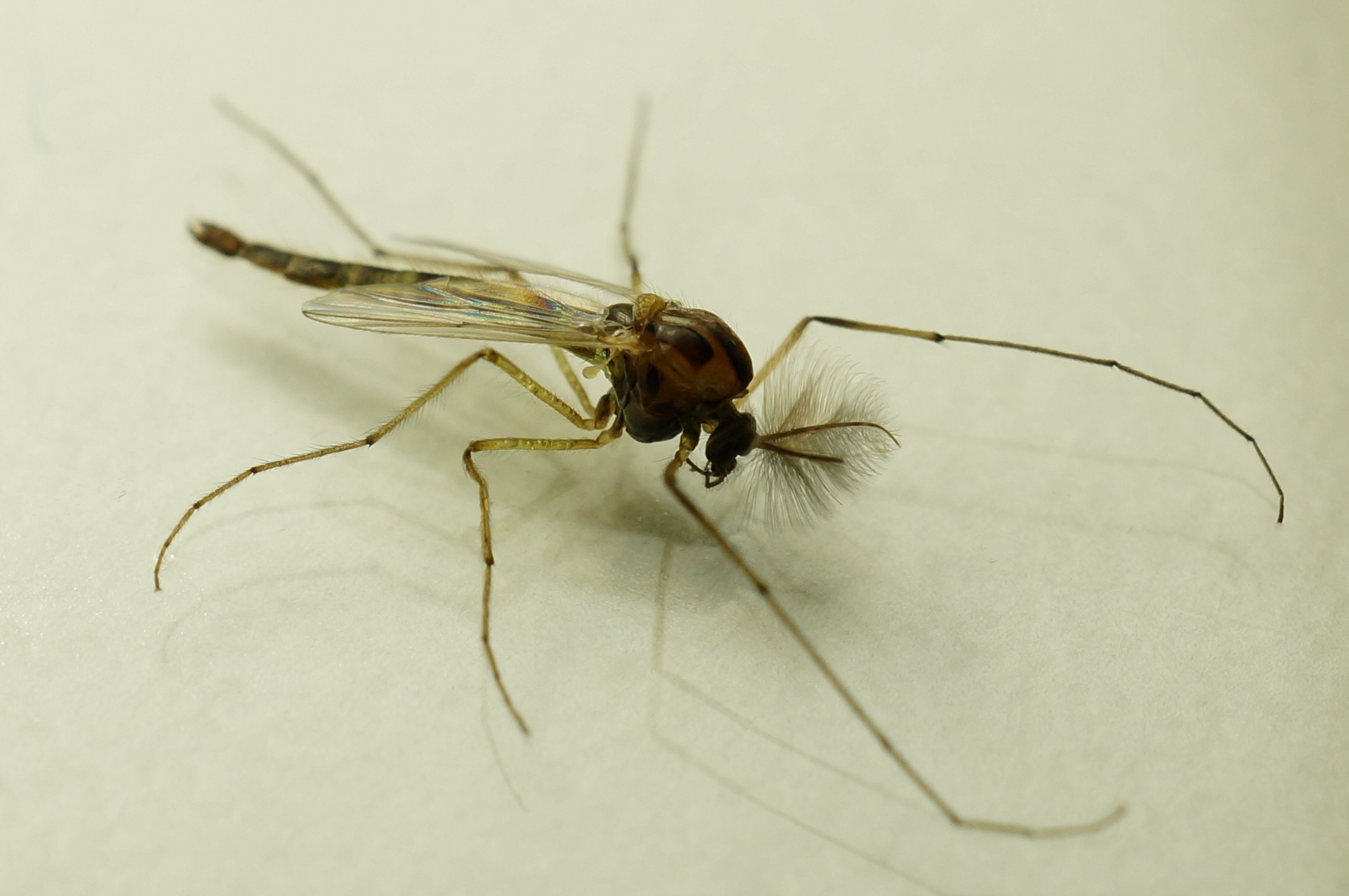 Dangerous plastics: Ingestion of microplastics can trigger evolutionary changes.