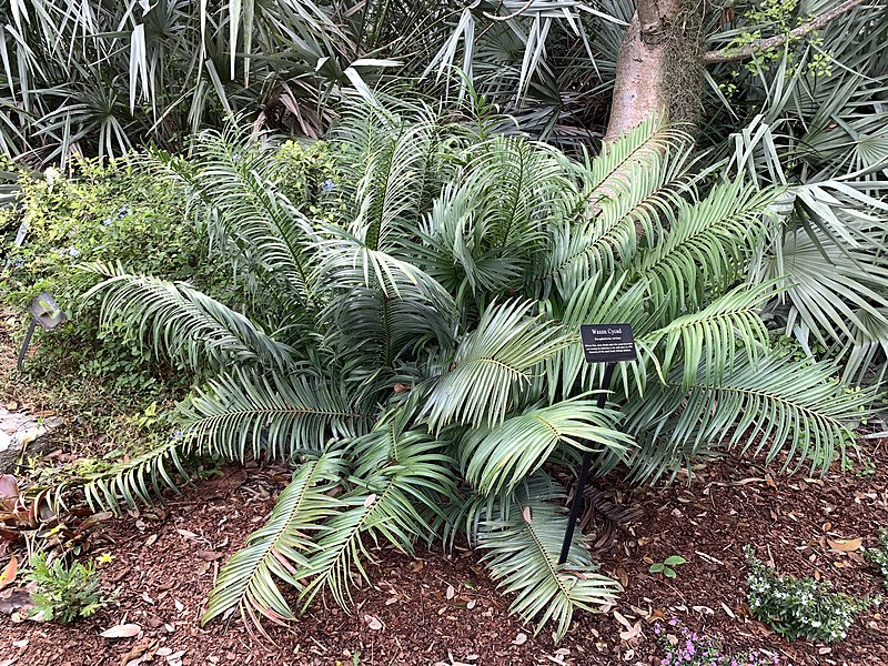 DAILY DOSE: Benefits of hybrid immunity to Covid-19 are long lasting; Humanity set to make another prehistoric species extinct.