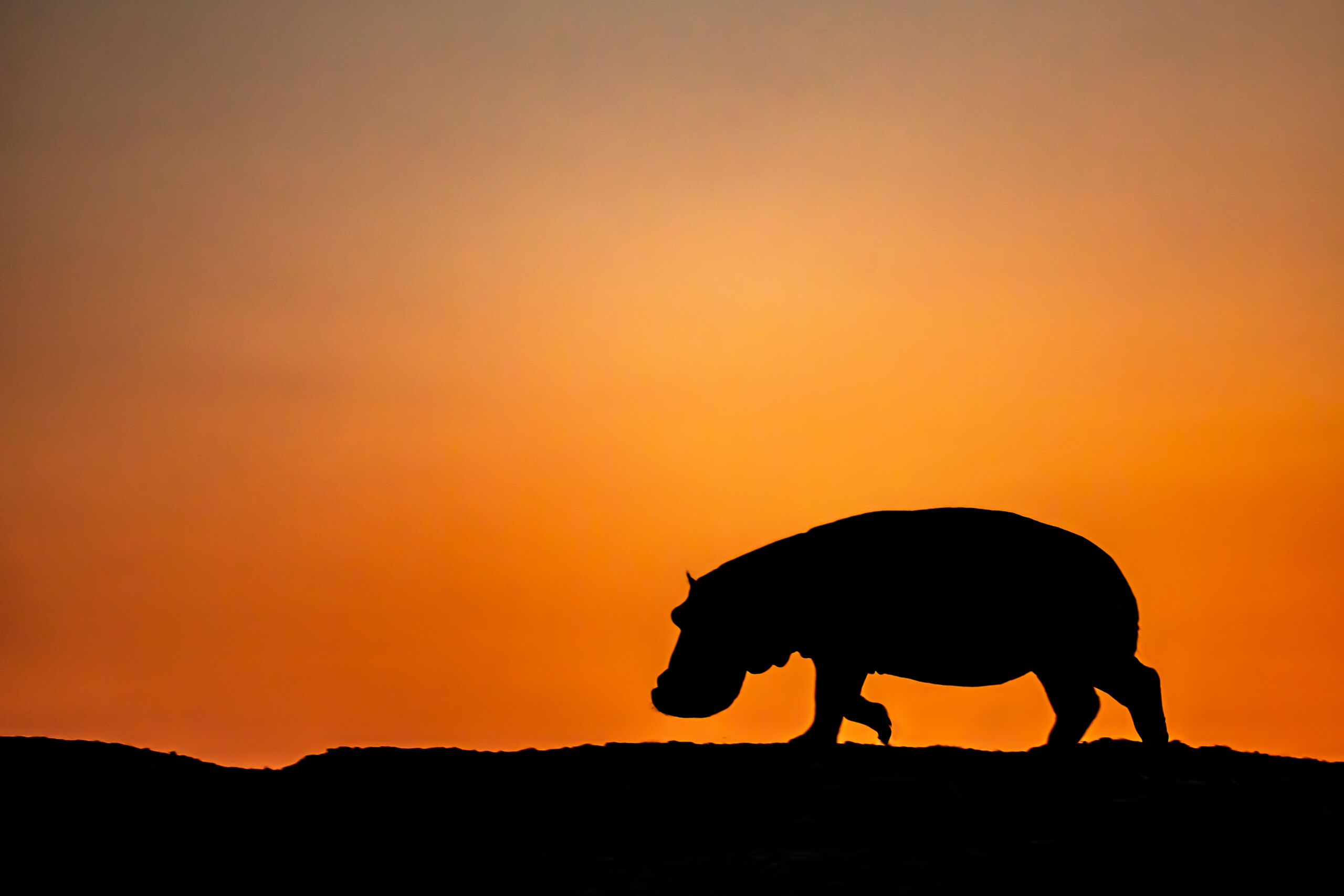 PBS’ “Hippo King” captures the heartbreak and the glory of a young hippo’s journey to maturity.