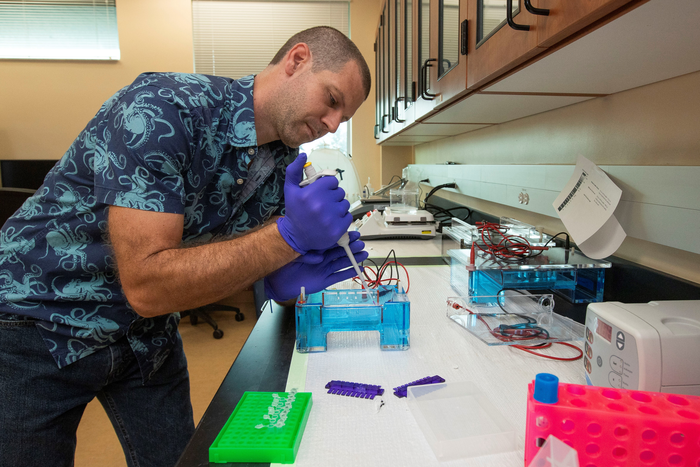 UF/IFAS scientists record first case of harmful bacteria in ubiquitous weed throughout US.