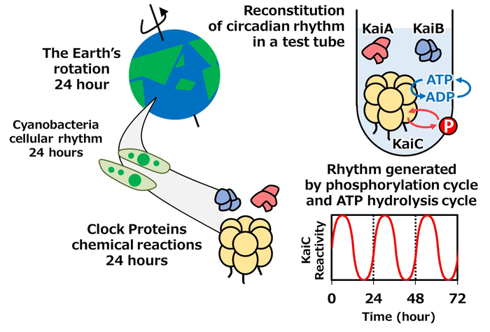 Unlocking complex workings of the biological clock.