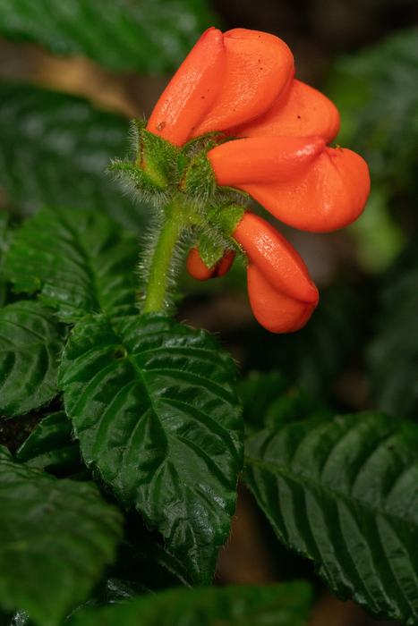 Lost South American wildflower named “extinctus” rediscovered (but still endangered).