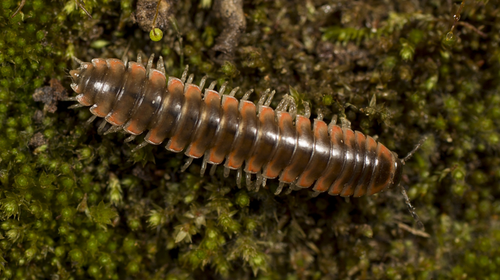 Taylor Swift, the millipede: Scientists name a new species after the singer.