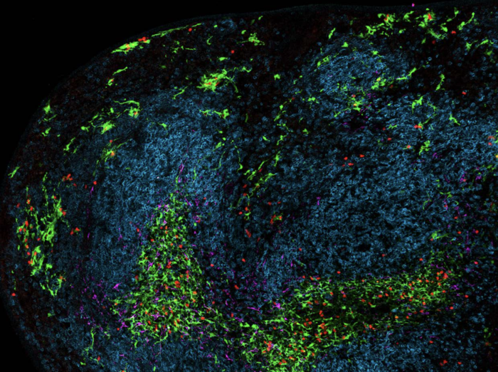 Immune system ‘sentinel’ cells key to maintaining and regulating response to immunotherapy.